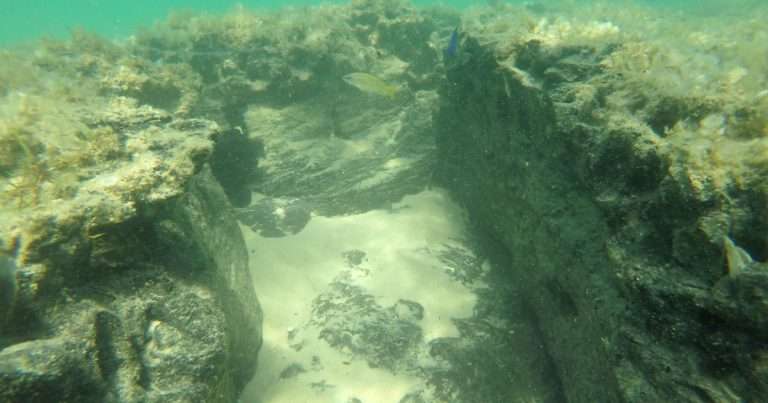 A peat reef. (Image credit: BCSS)