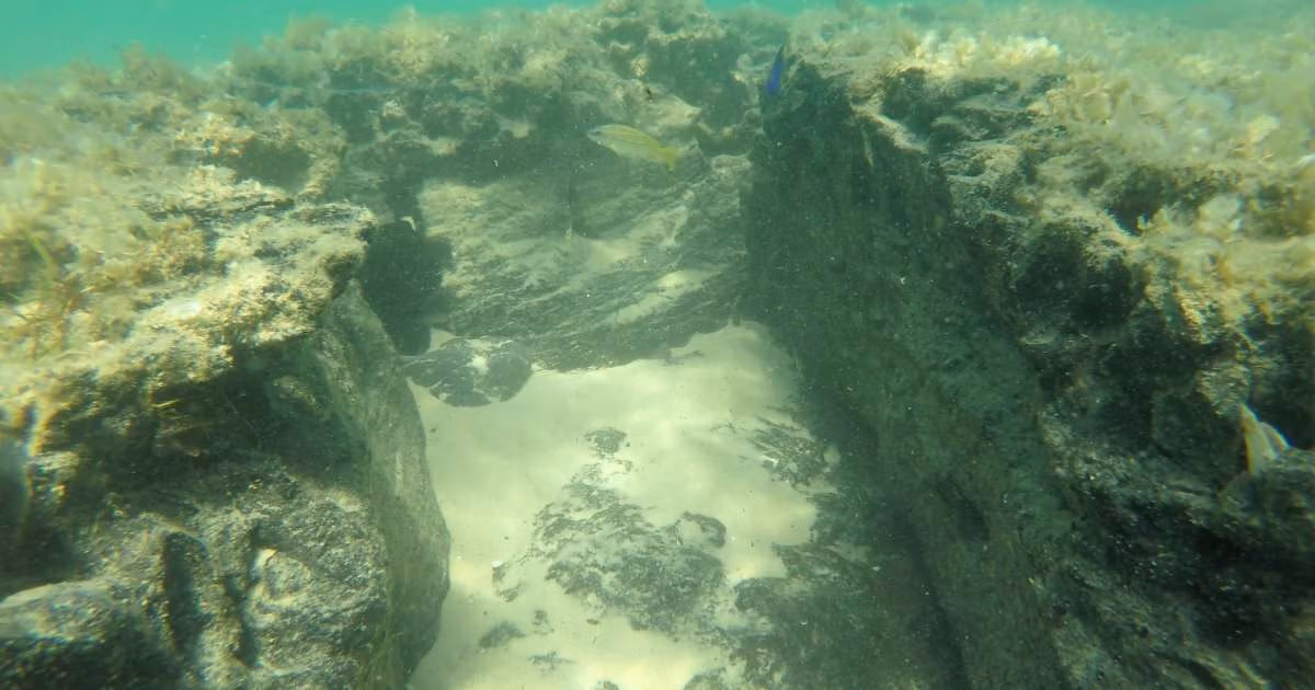 A peat reef. (Image credit: BCSS)