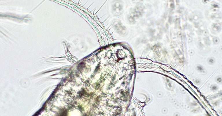 A calanoid copepod under 100x magnification. Picture taken at the Salish Sea Research Center at Northwest Indian College, a collaborator on the project. (Image credit: Aubrey Trapp)
