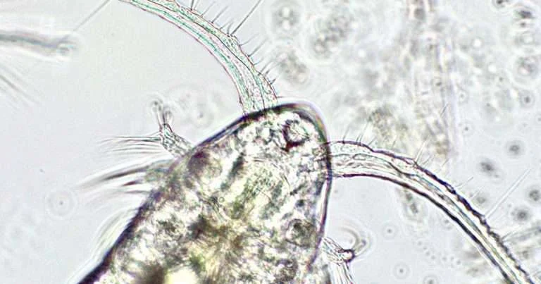 A calanoid copepod under 100x magnification. Picture taken at the Salish Sea Research Center at Northwest Indian College, a collaborator on the project. (Image credit: Aubrey Trapp)
