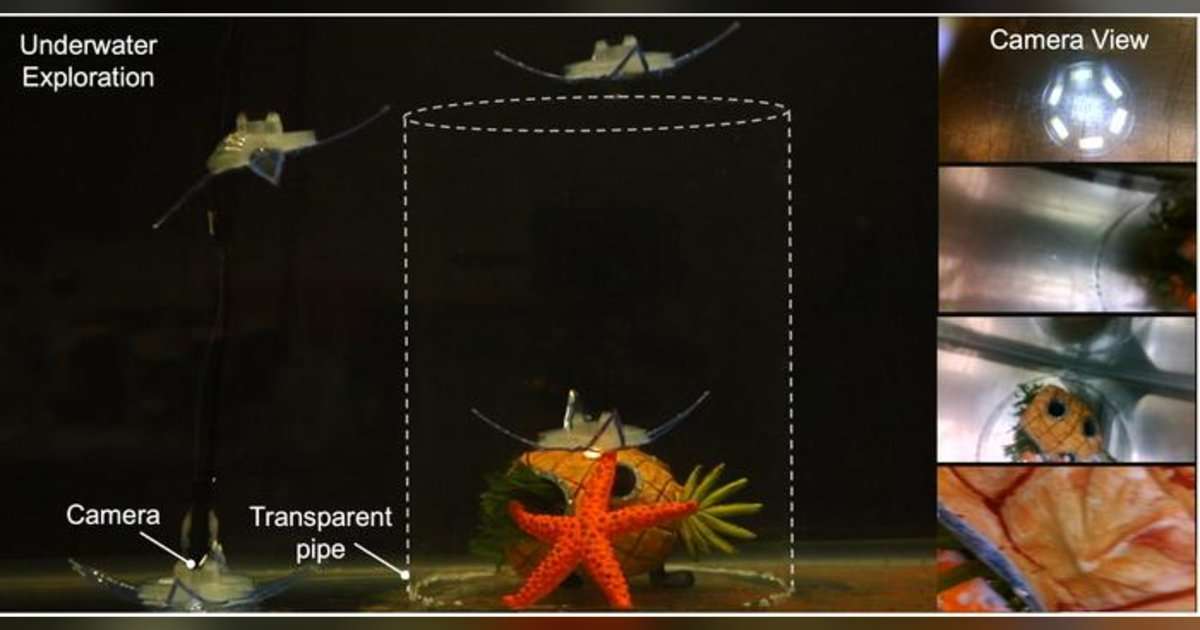Researchers have created an aquatic soft robot inspired by marine invertebrates called feather stars. The feather star robot is able to move through the water in all three dimensions, powered by only two actuators. (Image credit: Jie Yin, NC State University)