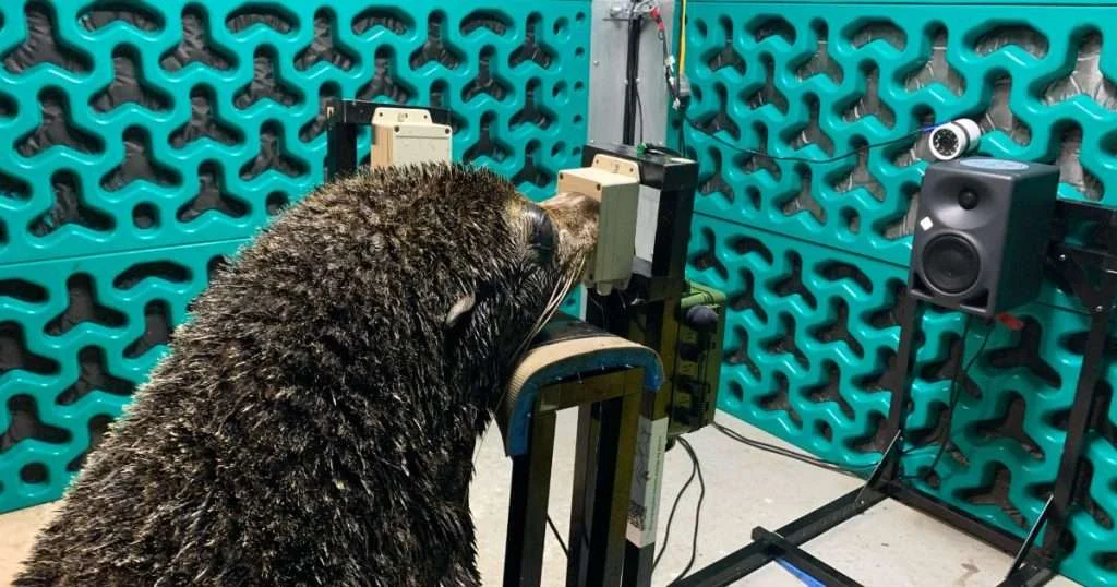 Bondi the fur seal doing a hearing test. (Credit: Christine Erbe)