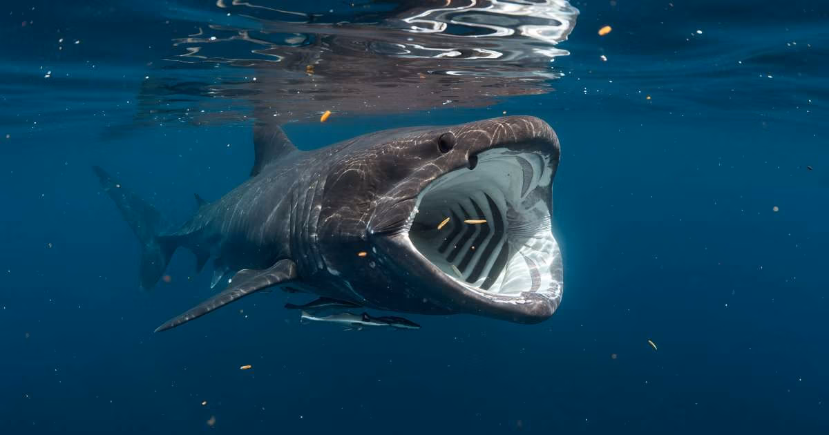 Researchers have developed the first individual-based model of basking shark behavior.