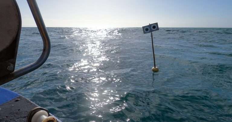 Looming Eye Buoys can reduce bird bycatch by 59%. (Image credit: Fishtek Marine/ninaconstablemedia)