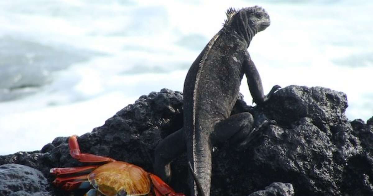 (Image credit: Juan José Alava)