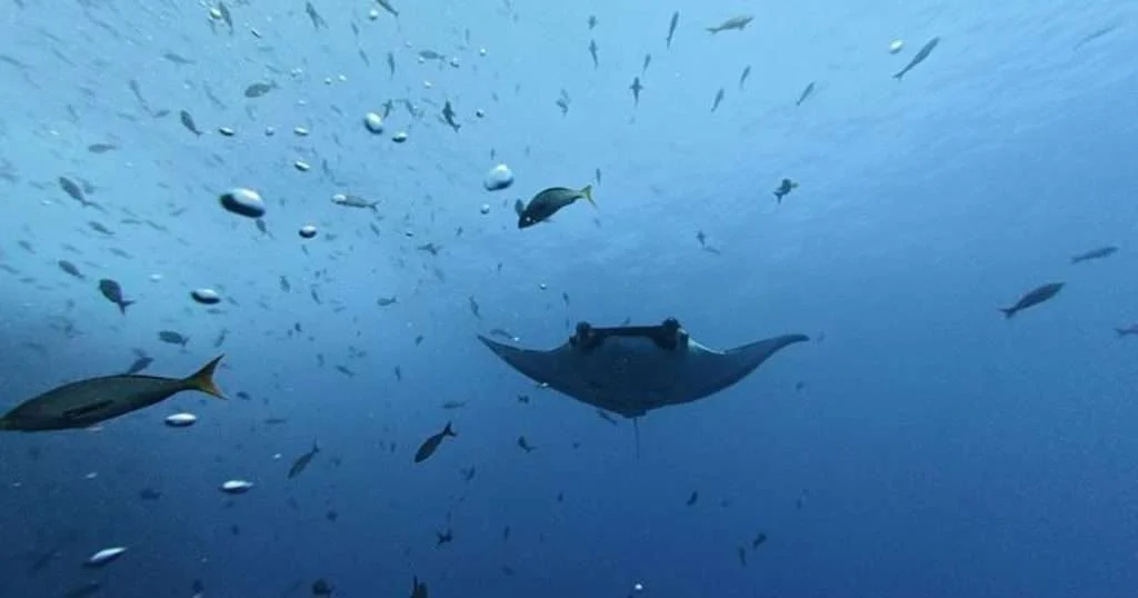 One of the manta rays tracked in the study. (Image credit: Jeffry Madrigal)
