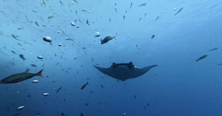One of the manta rays tracked in the study. (Image credit: Jeffry Madrigal)