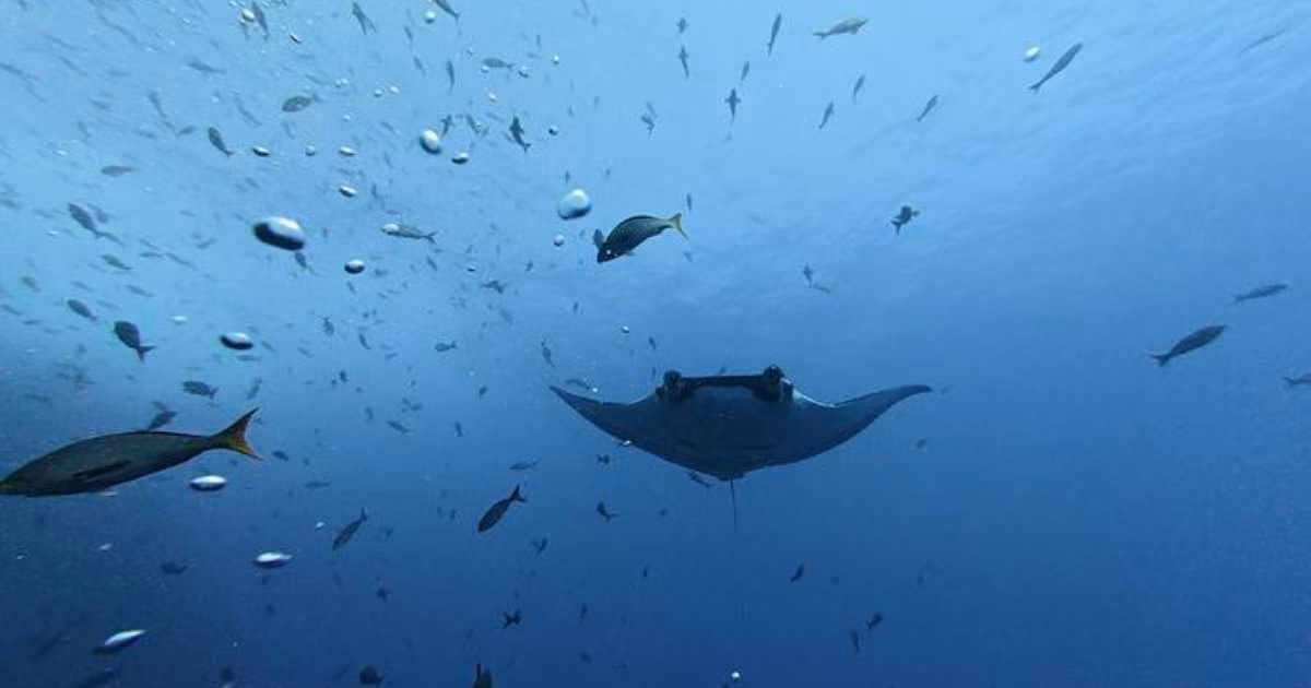 One of the manta rays tracked in the study. (Image credit: Jeffry Madrigal)