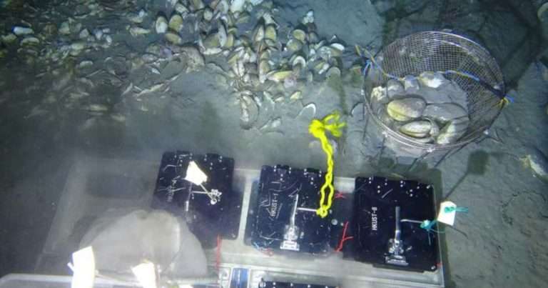 Researchers conduct deep-sea in situ transplant experiments of Archivesica marissinica at site HM-3 corresponding to moderate hydrogen sulfide depletion. (Image credit: HKUST)