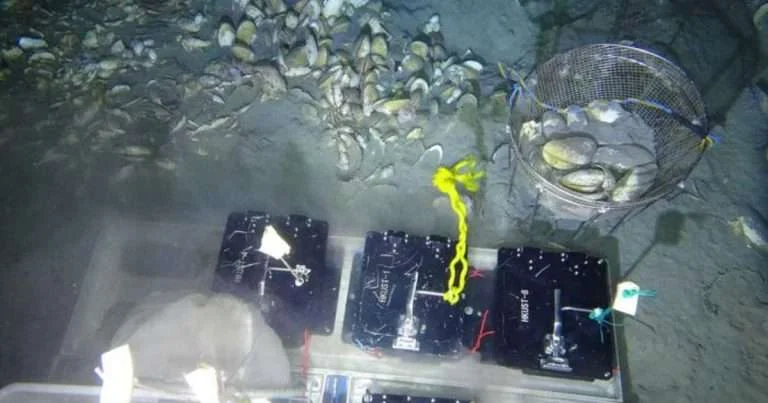 Researchers conduct deep-sea in situ transplant experiments of Archivesica marissinica at site HM-3 corresponding to moderate hydrogen sulfide depletion. (Image credit: HKUST)
