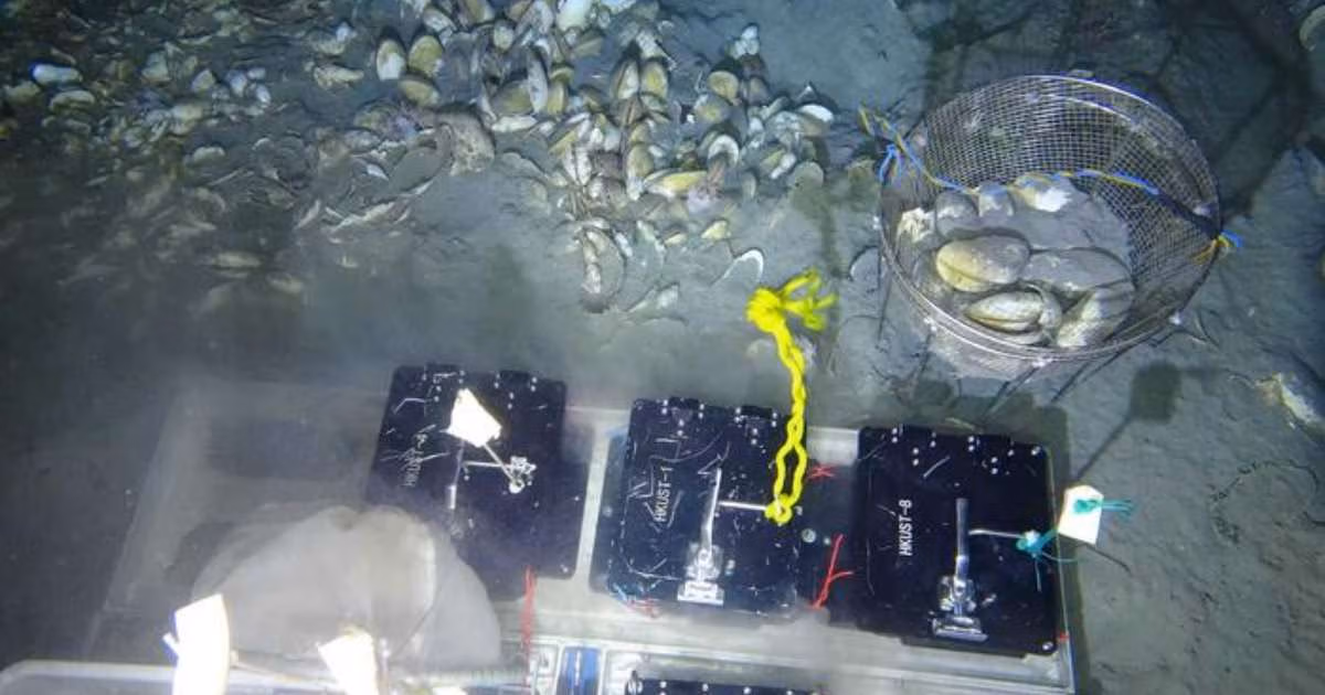 Researchers conduct deep-sea in situ transplant experiments of Archivesica marissinica at site HM-3 corresponding to moderate hydrogen sulfide depletion. (Image credit: HKUST)