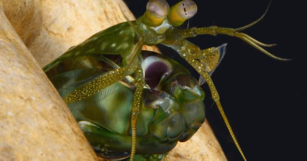 A mantis shrimp. (Image credit: Roy Caldwell)