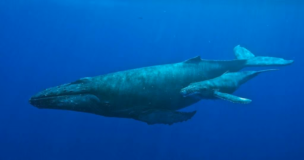 A humpback whale and calf. (Image credit: NOAA’s Hawaiian Islands Humpback Whale National Marine Sanctuary)