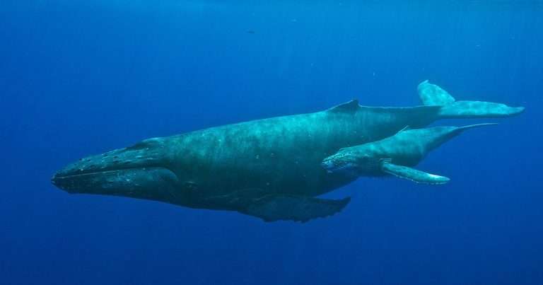 A humpback whale and calf. (Image credit: NOAA’s Hawaiian Islands Humpback Whale National Marine Sanctuary)
