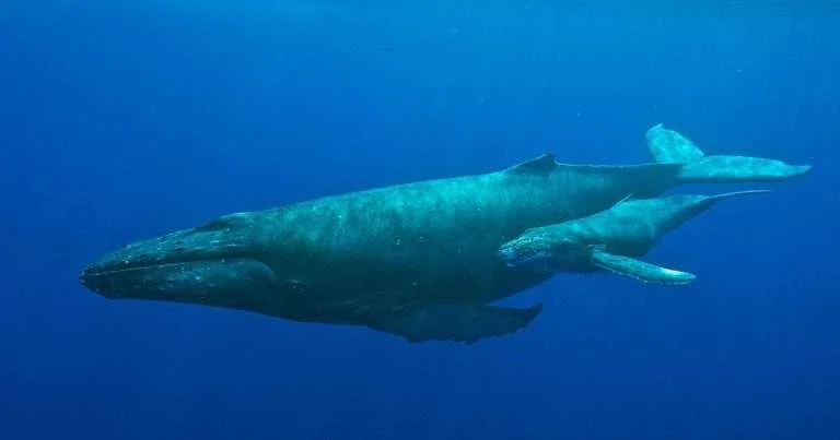 A humpback whale and calf. (Image credit: NOAA’s Hawaiian Islands Humpback Whale National Marine Sanctuary)