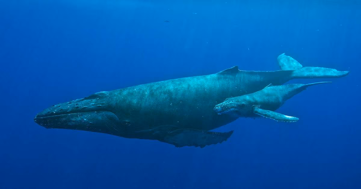 A humpback whale and calf. (Image credit: NOAA’s Hawaiian Islands Humpback Whale National Marine Sanctuary)