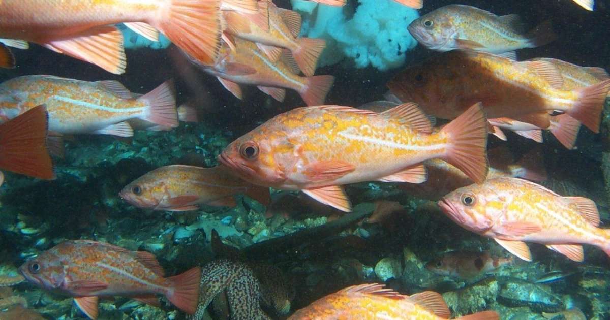 Rockfishes inhabit oil platforms offshore of California. (Image credit: USGS)