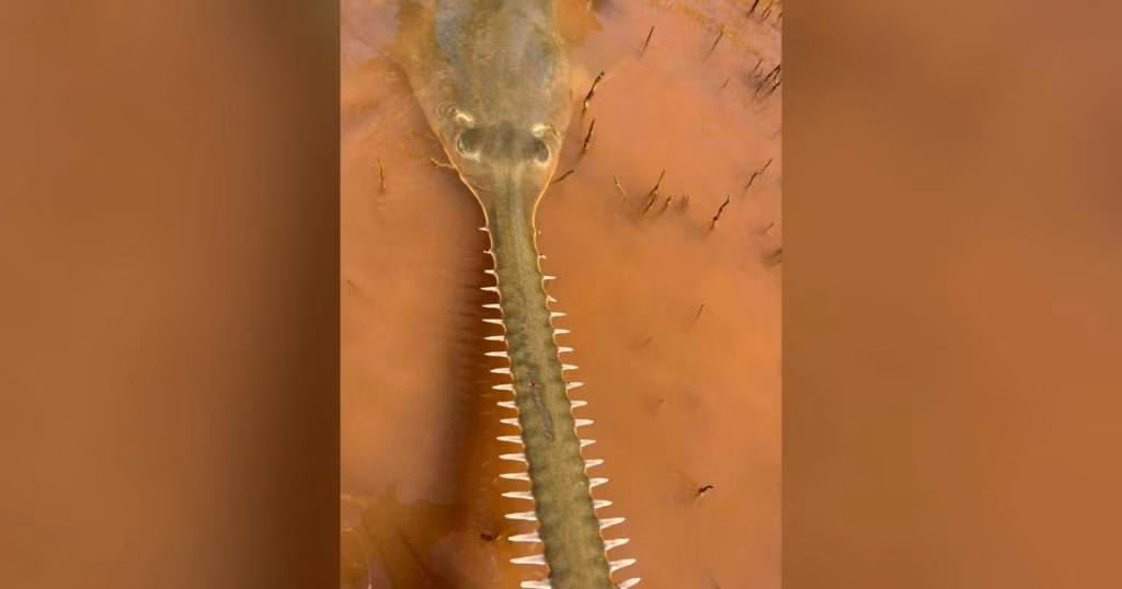 Green Sawfish. (Image credit: David Morgan, Murdoch University)