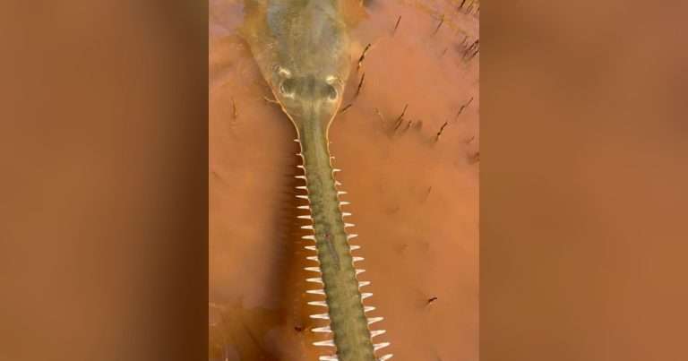 Green Sawfish. (Image credit: David Morgan, Murdoch University)