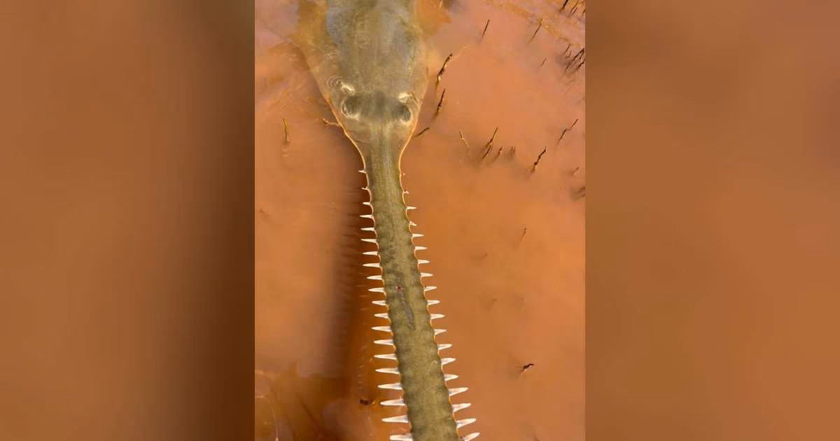 Green Sawfish. (Image credit: David Morgan, Murdoch University)