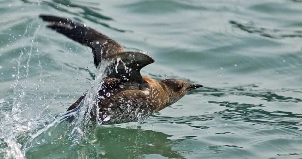 Marbled murrelet. (Image credit: Kim Nelson and Dan Cushing)