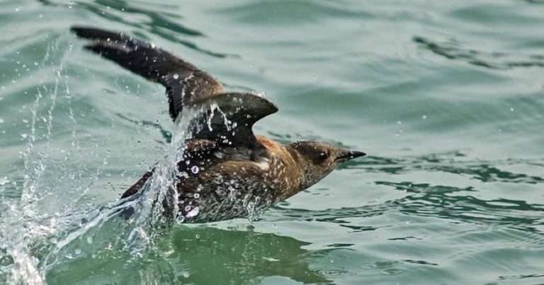Marbled murrelet. (Image credit: Kim Nelson and Dan Cushing)