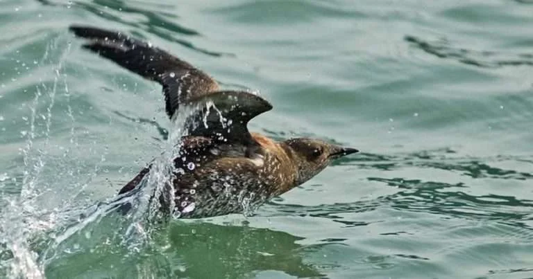 Marbled murrelet. (Image credit: Kim Nelson and Dan Cushing)