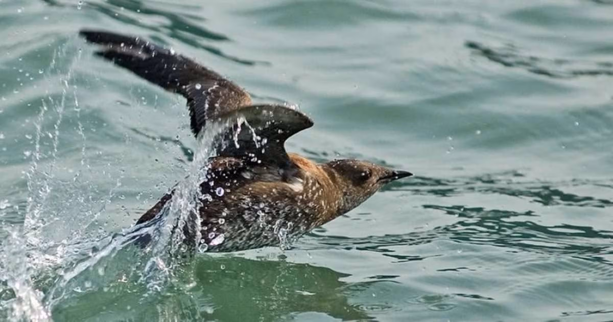 Marbled murrelet. (Image credit: Kim Nelson and Dan Cushing)