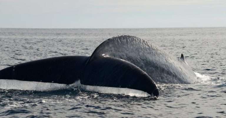 Pygmy blue whale feeds on krill at Perth Canyon. (Image credit: Micheline Jenner, Centre for Whale Research Western Australia)