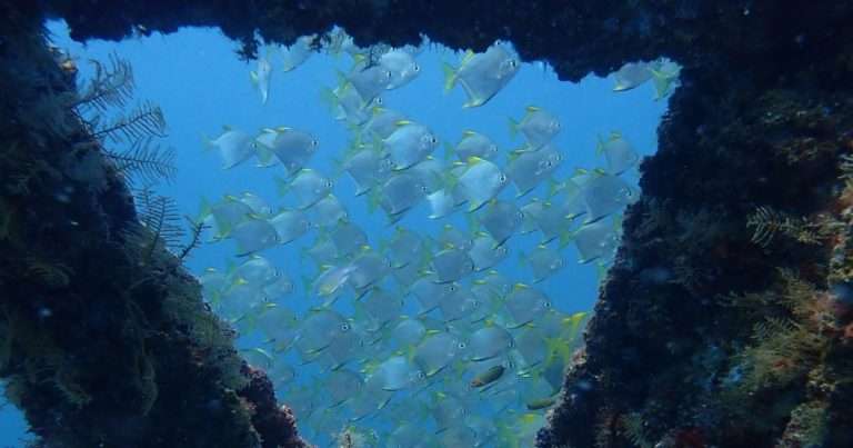 Tropical fish swim past corals growing on artificial structure in Brunei. (Image credit: AIMS)