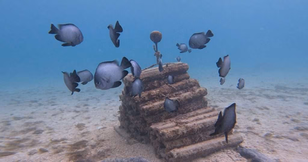 Damselfish swim near an artificial reef structure off O‘ahu. (Image credit: Nina Schiettekatte)