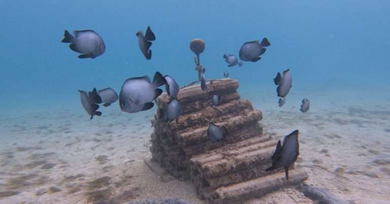 Damselfish swim near an artificial reef structure off O‘ahu. (Image credit: Nina Schiettekatte)