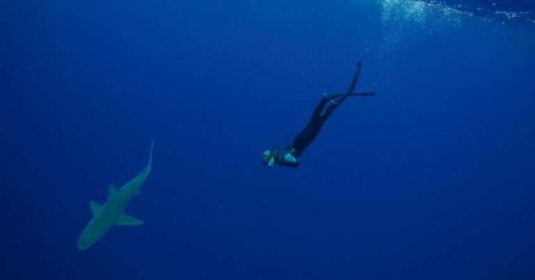 Diver swimming with shark during an experiential shark ecotourism program in O'ahu, Hawai'i. (Image credit: Ocean Ramsay)
