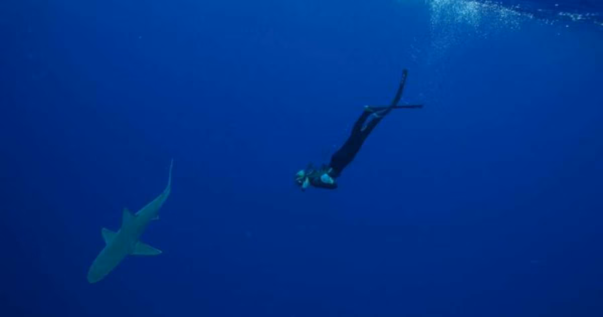 Diver swimming with shark during an experiential shark ecotourism program in O'ahu, Hawai'i. (Image credit: Ocean Ramsay)