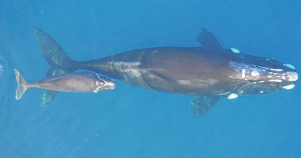 Southern right whale, mother and calf. (Image credit: University of Auckland)