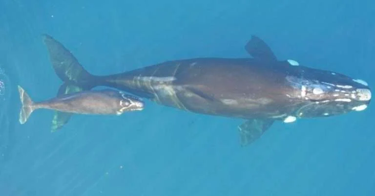 Southern right whale, mother and calf. (Image credit: University of Auckland)