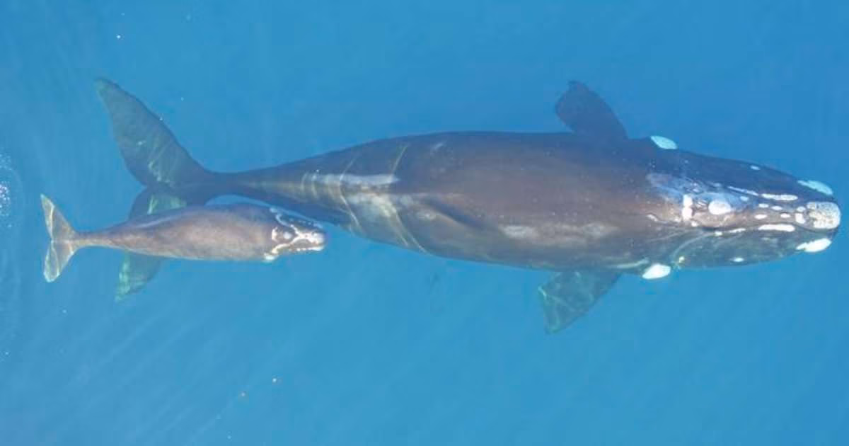 Southern right whale, mother and calf. (Image credit: University of Auckland)