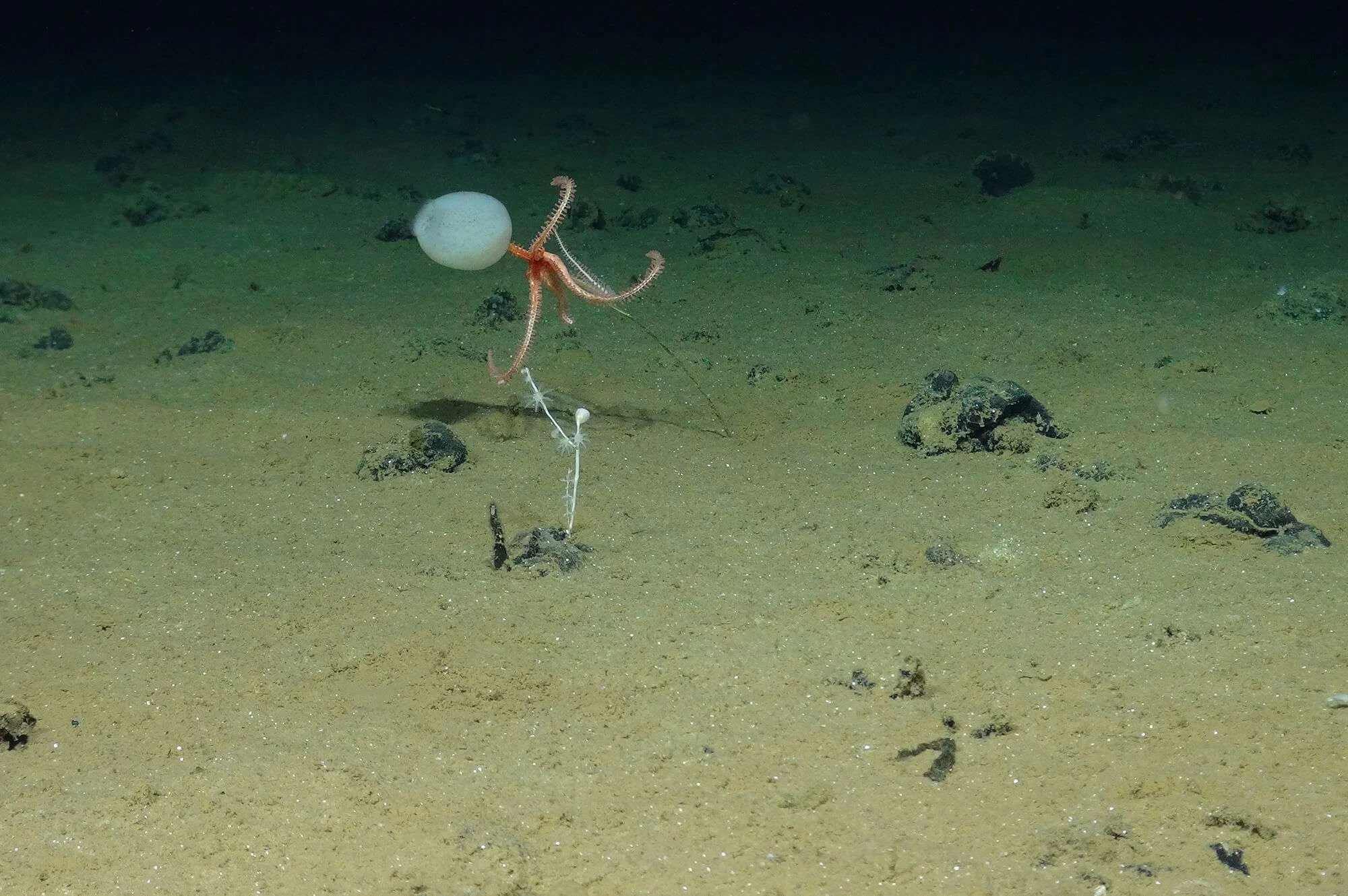 (Image credit: National Oceanography Centre and the Trustees of the Natural History Museum, with acknowledgement to the NERC SMARTEX project)
