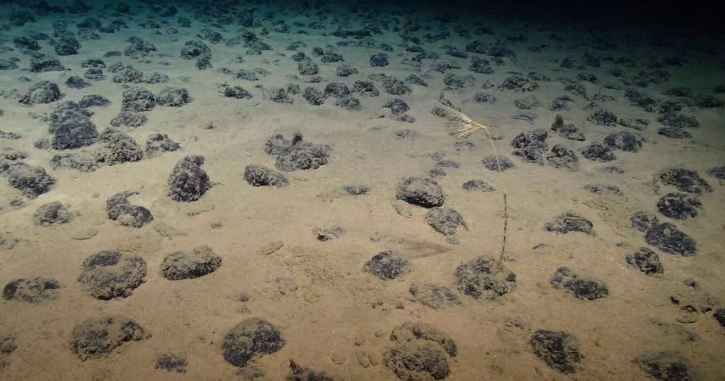 Polymetallic nodules on the seafloor of the Clarion Clipperton Zone (CCZ). (Image credit: National Oceanography Centre and the Trustees of the Natural History Museum, with acknowledgement to the NERC SMARTEX project)