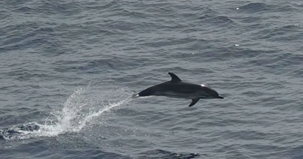 Observations have provided a broad, simultaneous snapshot of the distribution of marine megafauna. (Image credit: Manel Gazo, IRBio-UB)