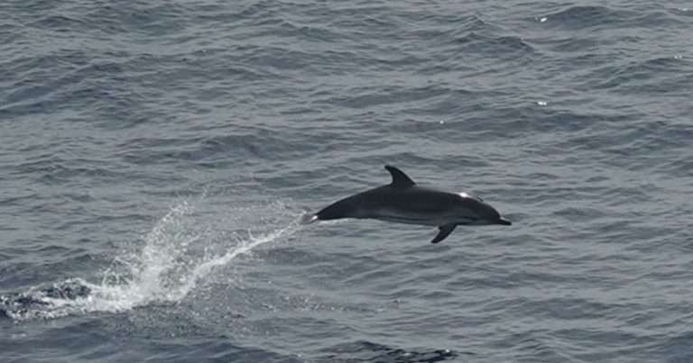 Observations have provided a broad, simultaneous snapshot of the distribution of marine megafauna. (Image credit: Manel Gazo, IRBio-UB)