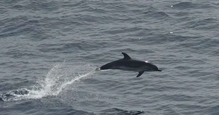 Observations have provided a broad, simultaneous snapshot of the distribution of marine megafauna. (Image credit: Manel Gazo, IRBio-UB)