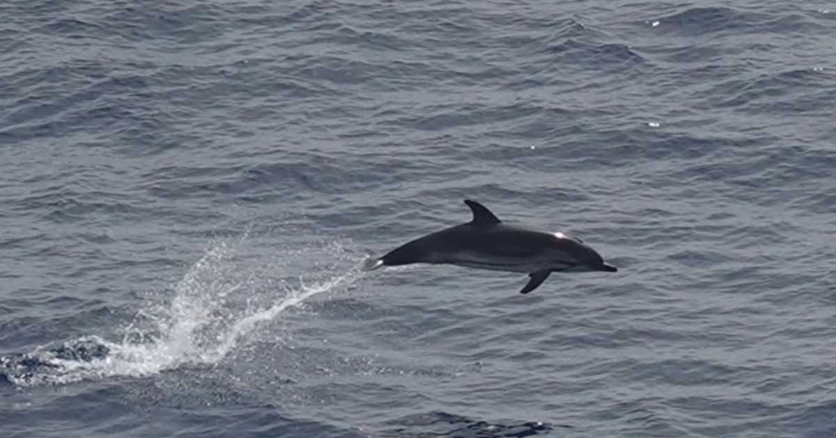 Observations have provided a broad, simultaneous snapshot of the distribution of marine megafauna. (Image credit: Manel Gazo, IRBio-UB)