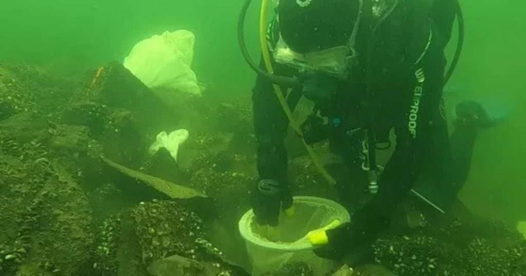 Dr. Matt Futia deploying egg bags for rearing lake trout in Lake Champlain. (Image credit: Matthew Futia, UVM)