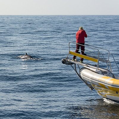 marine-mammal-observation-400x400